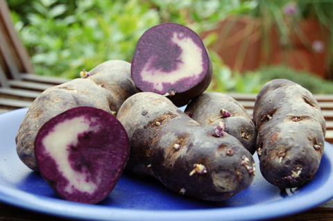 Így fest a lila krumpli