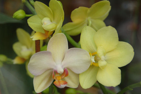 orchidea_07