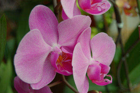 orchidea_08